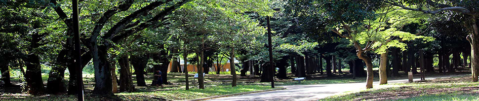 緑豊かな代々木公園の写真。